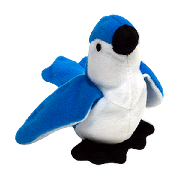 Rocket the Bluejay reference photo