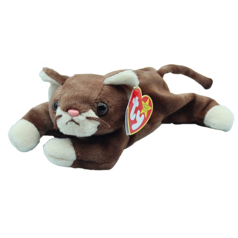 Pounce the Cat reference photo