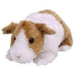 Twitch the Guinea Pig reference photo