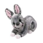 Winksy the Rabbit reference photo